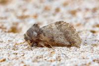 Thaumetopoea processionea