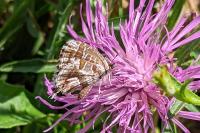 Cacyreus marshalli