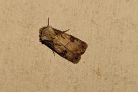 Agrotis puta