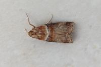 Acrobasis tumidana