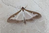 Cydalima perspectalis