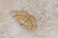 Camptogramma bilineata