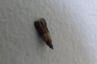 Plodia interpunctella