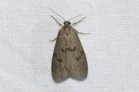 Apaidia mesogona