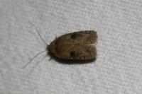 Agonopterix propinquella