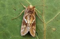 Chrysodeixis chalcites