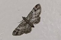 Gymnoscelis rufifasciata