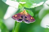 Pyrausta aurata