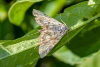 Elophila nymphaeata