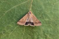 Helicoverpa armigera