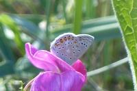 Polyommatus icarus