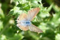 Lampides boeticus