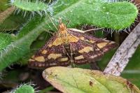 Pyrausta purpuralis