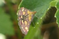 Pyrausta purpuralis
