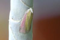 Oncocera semirubella