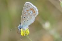 Polyommatus icarus