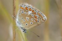 Polyommatus icarus