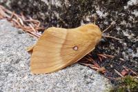 Lasiocampa quercus