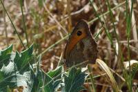 Pyronia tithonus