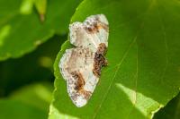 Ligdia adustata