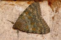 Catocala elocata