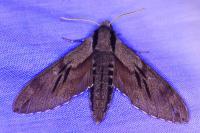 Hyloicus pinastri