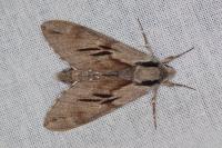 Hyloicus pinastri