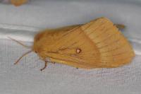 Lasiocampa quercus