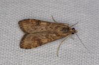 Nomophila noctuella