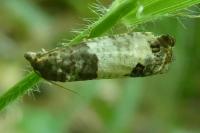 Spilonota ocellana