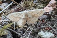 Scopula imitaria