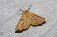 Crocallis elinguaria