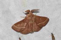 Lasiocampa trifolii trifolii