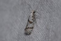 Scythropia crataegella