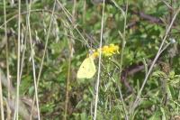 Colias crocea
