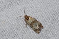 Cochylis molliculana