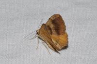 Camptogramma bilineata