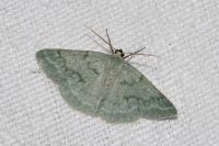 Pseudoterpna pruinata