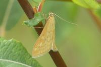 Sitochroa verticalis