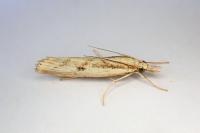 Agriphila inquinatella