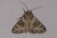 Hecatera dysodea