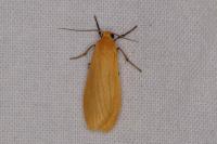 Wittia sororcula