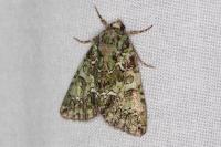 Polyphaenis sericata