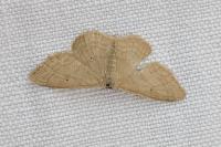 Idaea straminata
