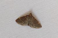 Hypsopygia glaucinalis