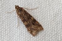 Nomophila noctuella