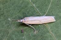 Agriphila inquinatella