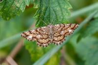 Ematurga atomaria