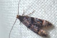 Stenoptinea cyaneimarmorella