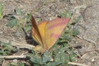 Lythria purpuraria